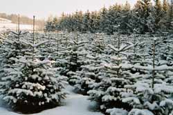 schneebedeckte Christbäume in unserer Kultur