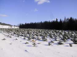 Jungchristbäume im Schnee